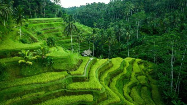 Ubud Green Tour